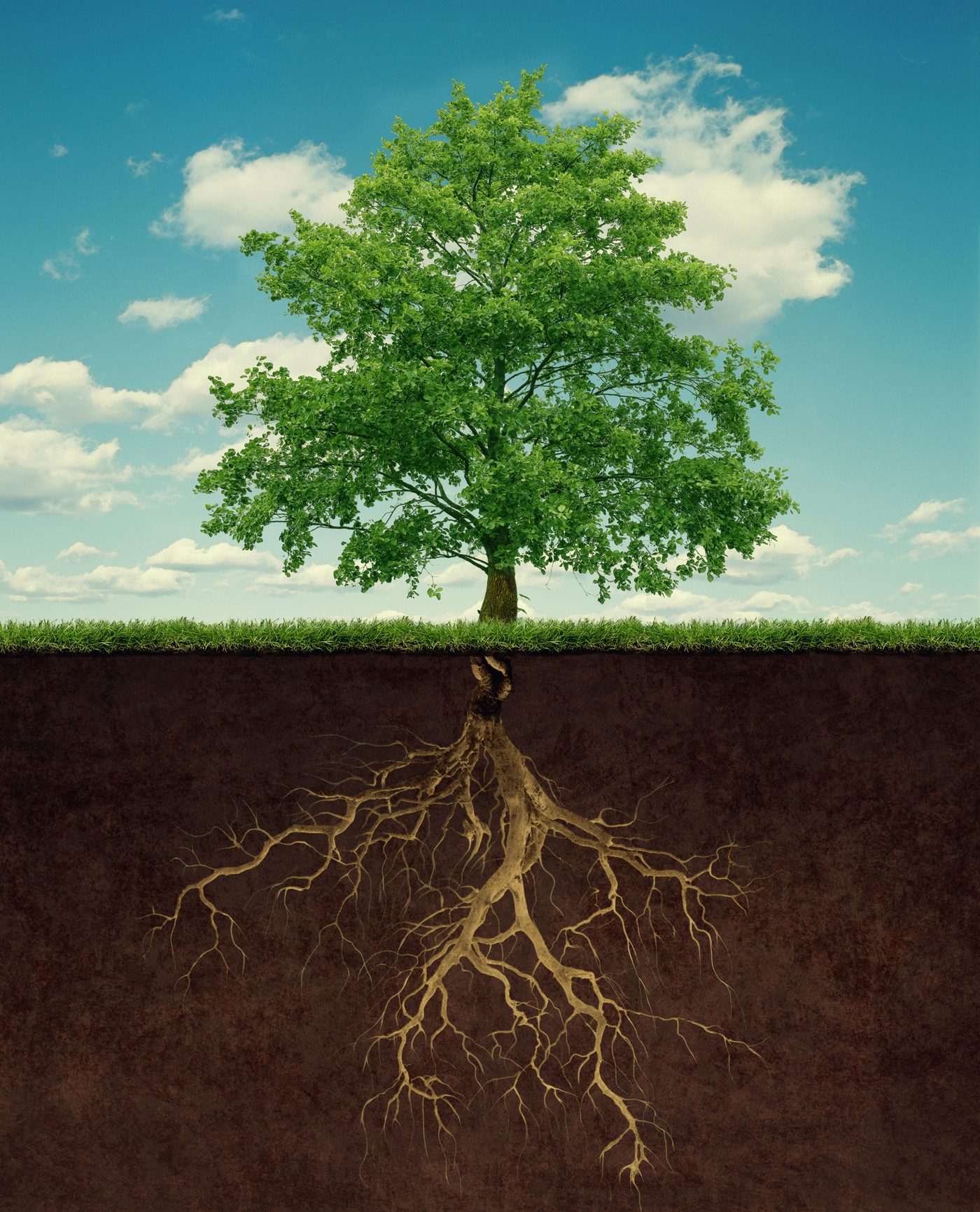 Baum mit sichtbarem Wurzelwerk als Sinnbild für inneren Halt